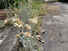 Helichrysum luteoalbum image