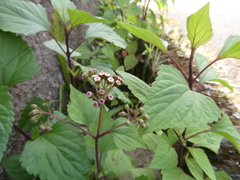 Ageratina adenophora image