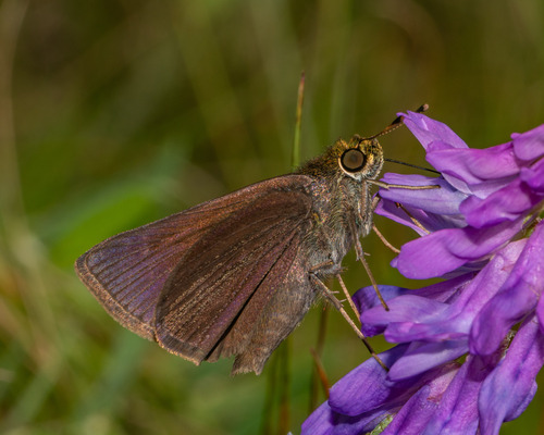 Dun Skipper, Regional Municipality of Peel, ON, Canada, photo 8 of 10