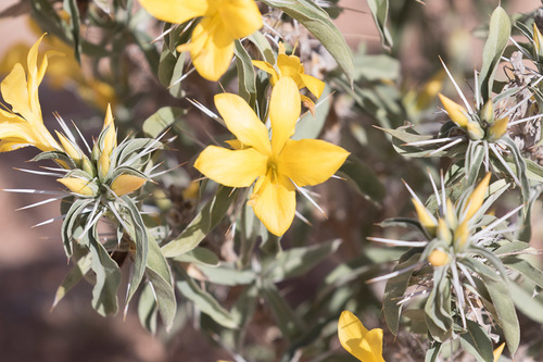 Barleria coriacea image