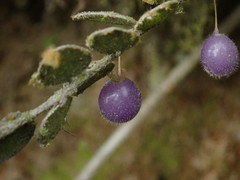 Sphyrospermum buxifolium