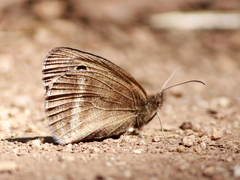 Ypthima ypthimoides