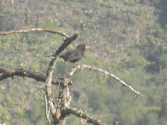Turdus merula cabrerae