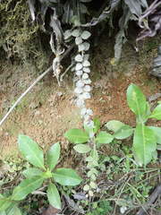 Sphyrospermum buxifolium