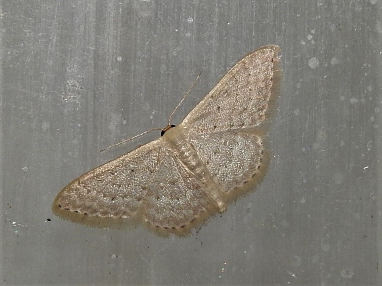 Idaea eretmopus