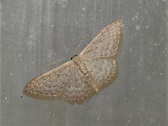 Idaea eretmopus