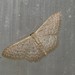 Idaea eretmopus - Photo (c) Dezmond Wells, alguns direitos reservados (CC BY-NC), uploaded by Dezmond Wells