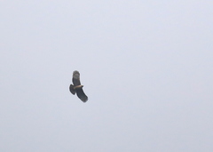 Nisaetus nipalensis