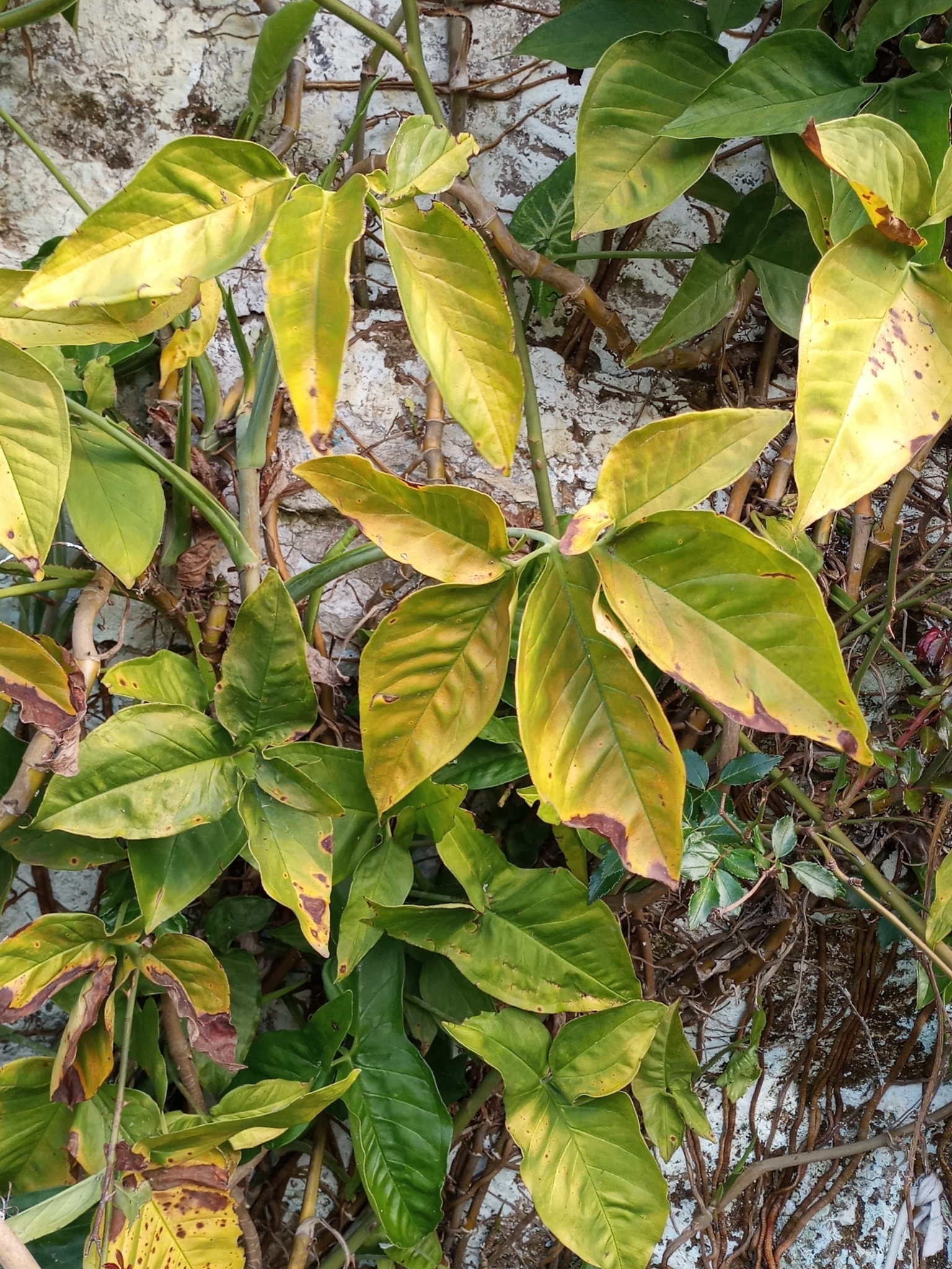 Syngonium angustatum