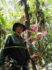 Guzmania wittmackii