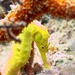 Observation photo
