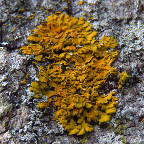 Hooded Sunburst Lichen