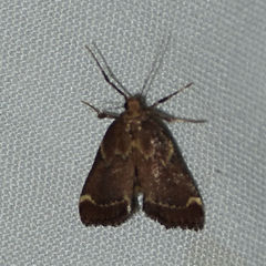 Hypsopygia intermedialis