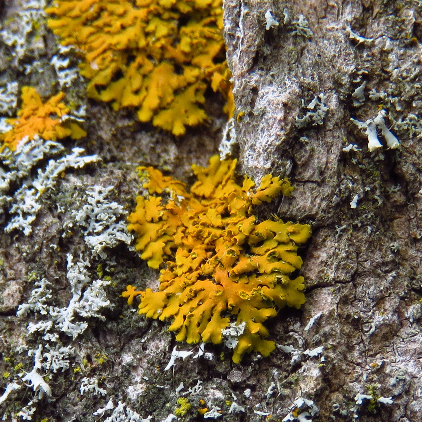 Oxneria fallax image