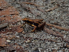 Epipedobates darwinwallacei