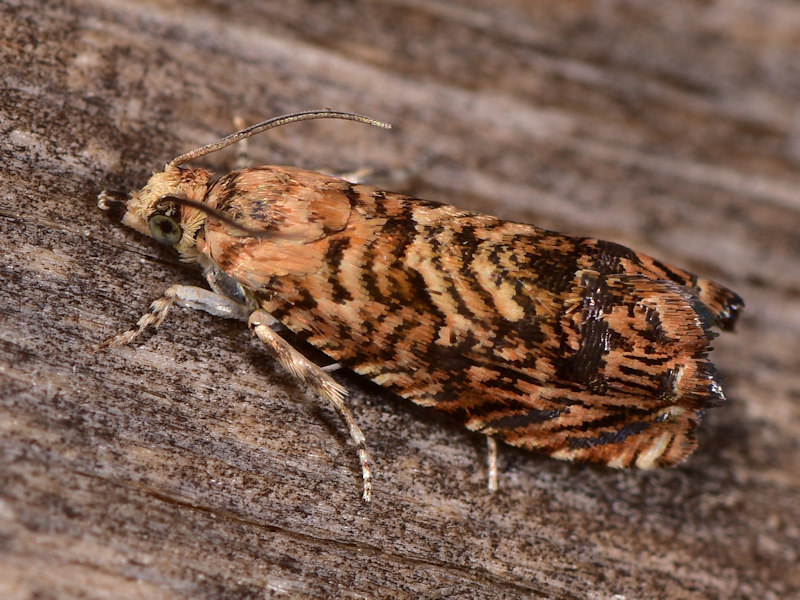 Pammene amygdalana