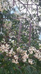 Moringa oleifera