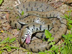 Grass Snake photo 4