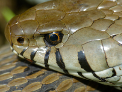Grass Snake photo 5