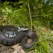 Barred Grass Snake - Photo (c) Benny Trapp, some rights reserved (CC BY-SA)