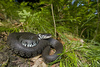 Barred Grass Snake - Photo (c) Benny Trapp, some rights reserved (CC BY-SA)
