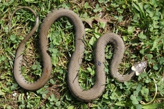 Grass Snake photo 3