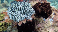 Crinozoa
