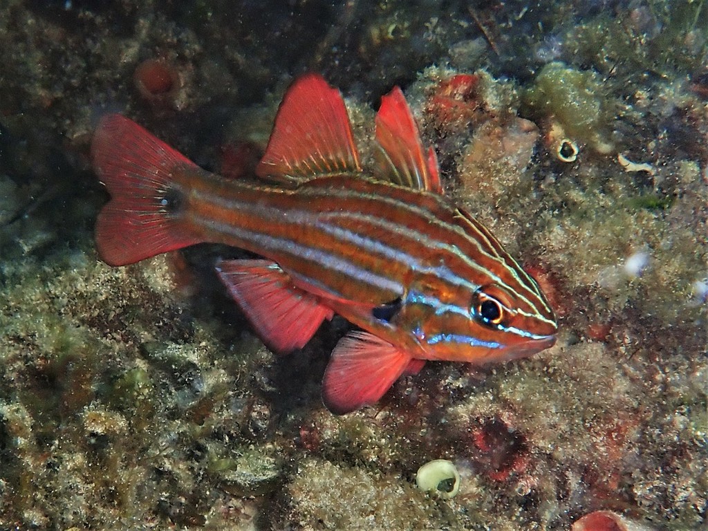 Black-Axillary Soldierfish