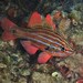 Western Striped Cardinalfish - Photo (c) J. Martin Crossley, some rights reserved (CC BY-NC-SA), uploaded by J. Martin Crossley