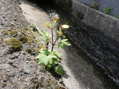 Calceolaria tripartita image