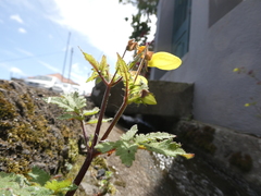 Calceolaria tripartita image