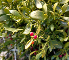 Viscum cruciatum