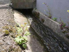 Calceolaria tripartita image