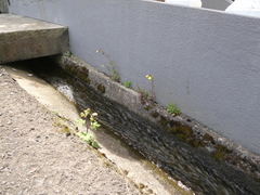 Calceolaria tripartita image