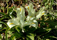 Iris palaestina