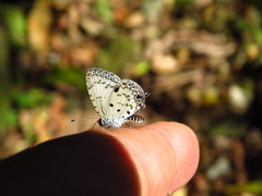 Megisba malaya sikkima