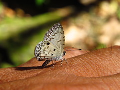 Megisba malaya sikkima