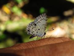 Megisba malaya sikkima