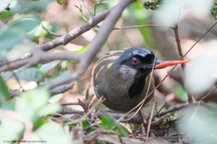 Pterorhinus chinensis