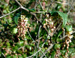 Dioscorea orientalis