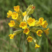 Cowslip - Photo (c) Sergey Mayorov, some rights reserved (CC BY-NC), uploaded by Sergey Mayorov