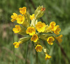 Cowslip - Photo (c) Sergey Mayorov, some rights reserved (CC BY-NC), uploaded by Sergey Mayorov