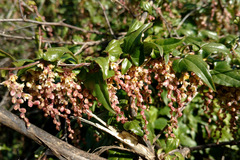 Dioscorea orientalis