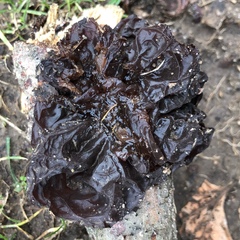 Exidia crenata