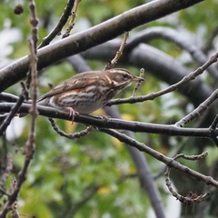 Turdus iliacus