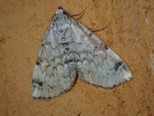 American Idia Moth photo 3