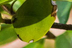 Grovesinia moricola
