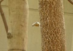 Phylloscopus griseolus