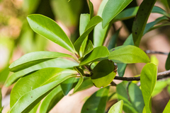 Grovesinia moricola