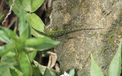 Anolis evermanni